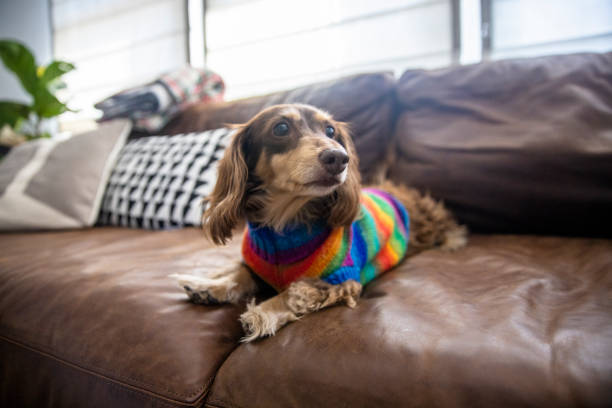istock Longhaired Dachshund with Colorful Sweater 1289927769