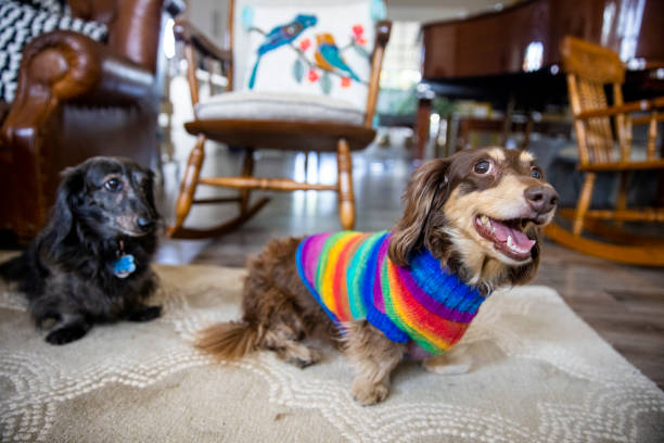 istock Longhaired Dachshund with Colorful Sweater 1289927823