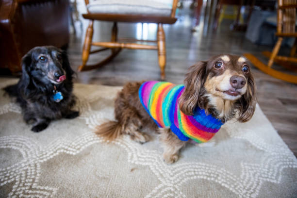 istock Longhaired Dachshund with Colorful Sweater 1289927896