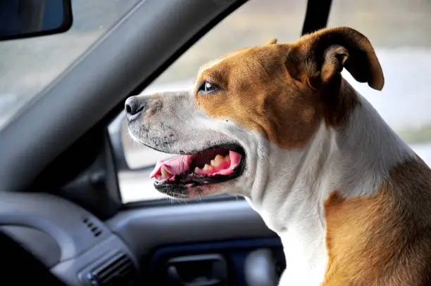Happy American Staffordshire terrier senior dog , portrait in a car.