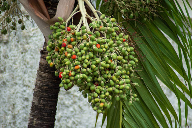 bunch of babassu coconut growing