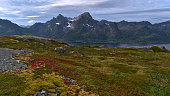 Colorful rocky meadow on peak of Keiservarden near Digermulen, Hinnøya island, Vesterålen, Norway with green grass, moss and red colored berries and mountains above Raftsundet strait.