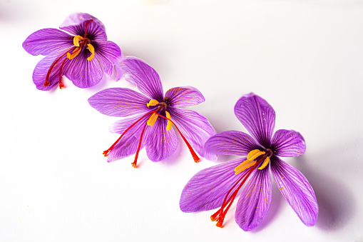 Three saffron flowers with space for copying