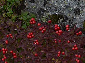 Closeup view of cornus suecica (dwarf cornel, bunchberry) bush with ripe red colored berries and purple discolored leaves between rocks in late summer near Digermulen, Vesterålen, Norway.