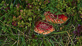 Closeup view of toxic fly agaric mushrooms (amanita muscaria) with red color and white dots hidden between green blueberry bushes in forest near Digermulen, Hinnøya island, Norway.