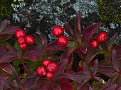 Close-up view of cornus suecica (dwarf cornel, bunchberry) bush with ripe red colored berries and purple discolored leaves near Digermulen, Vesterålen, Norway.