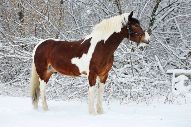 hermoso caballo de pintura en el parque de nieve de invierno - draft horse fotografías e imágenes de stock