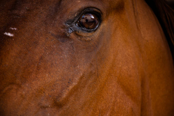 brown horse eyes in close up