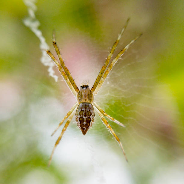 petite araignée de croix de rue andrews - cross spider photos et images de collection