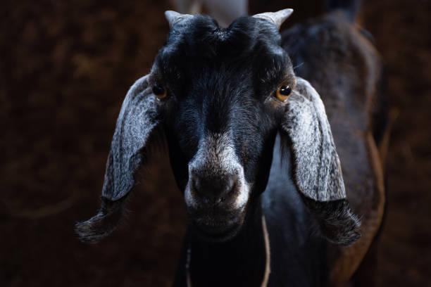 Black Goat With Horns In Close Up Stock Photo - Download Image Now
