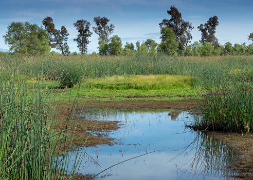 Marsh at the Sacramento National Wildlife Refuge featuring grasses and aquactic plants. The SNWR Complex is located in northern California, in the valley of the Sacramento River