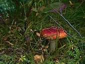 Closeup view of single fly agaric mushroom (amanita muscaria) with red color and white dots between grass in forest near Digermulen, Hinnøya island,Vesterålen, Norway.