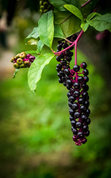 Cherry berries ripe juicy on tree. Cherry berries ripe juicy on a tree. padus avium stock pictures, royalty-free photos & images
