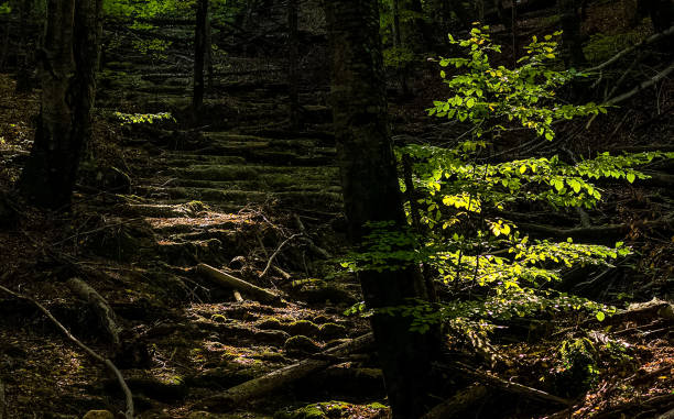 istock Forest canopy, early autumn forest landscape. 1289934633