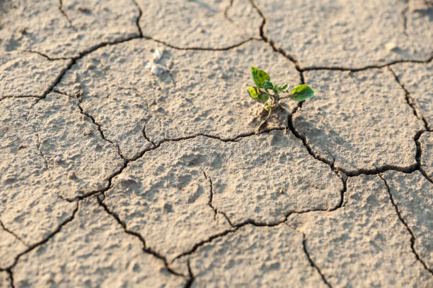 istock background of dry cracked soil 1289934740