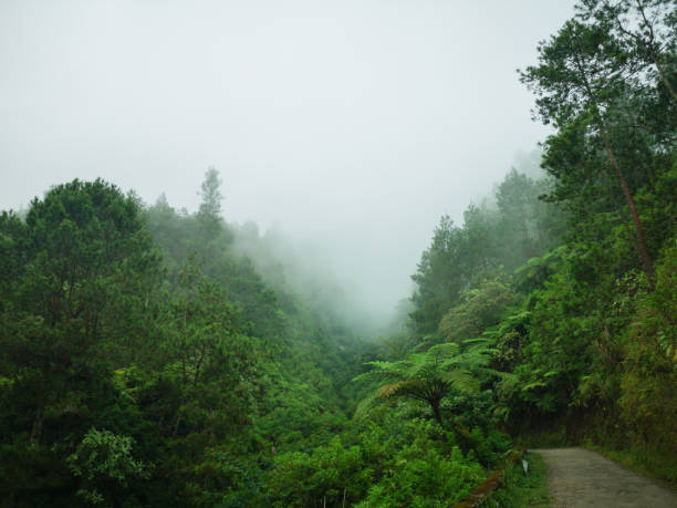 istock Foggy Forest and Road to Top Mountain Peak 1289935429