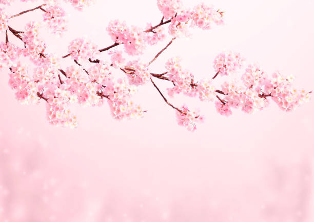 Magical scene with sakura flowers and butterfly. Beautiful nature spring background. Photo toned in light pink color. Copy space for text