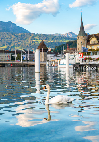 09/05/2020 Lucerne, canton lucerne, switzerland - swan swimming near the shore. in the background the buildings of the streets Schweizerhofquai and Seebrücke. with blue sky and light clouds