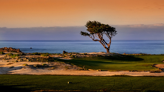 A  lone Monterey Cypress in a Golf Course at the 17-Mile drive, California, USA
