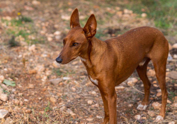istock light brown hunting dog podenco in the countryside 1289938020