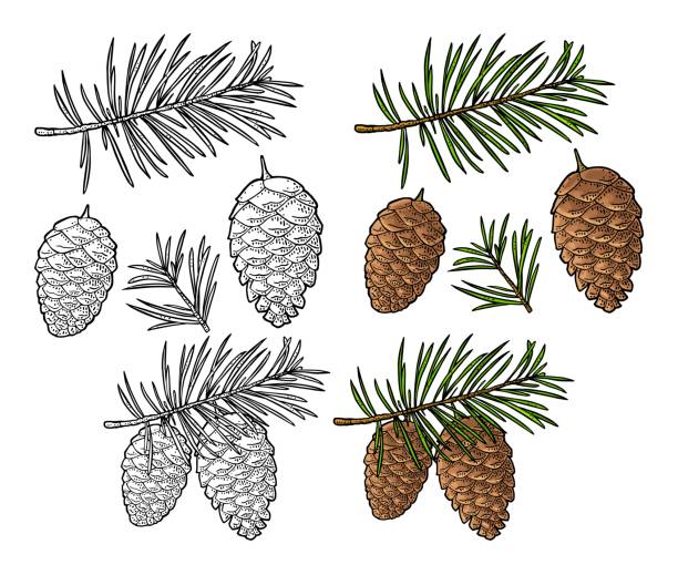 illustrations, cliparts, dessins animés et icônes de cône de pin et branche du sapin. illustration de gravure noire de cru de vecteur. - pine tree pine cone branch isolated