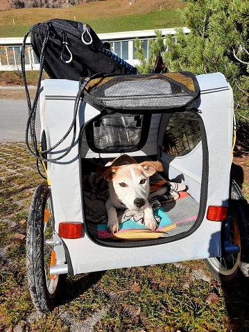 Senior Parson Russel Terrier in the bike trailer