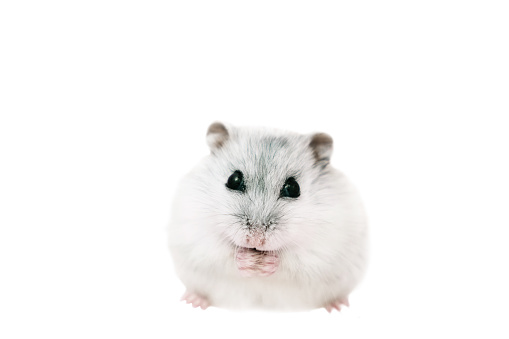 Dzungarian gray cute hamster on a white isolated background holds food in its paws, eats and looks at the camera