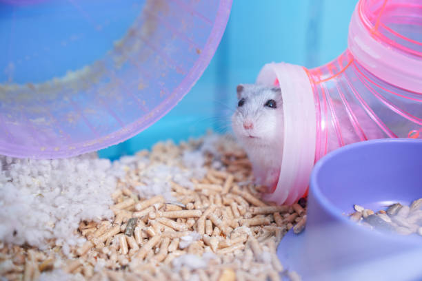 Dzungarian hamster in a multicolored cage with a wheel