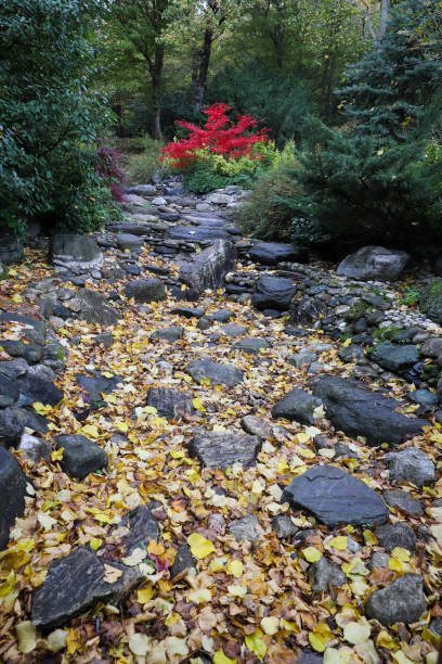 istock Stream bed and forest during autumn season 1289945141