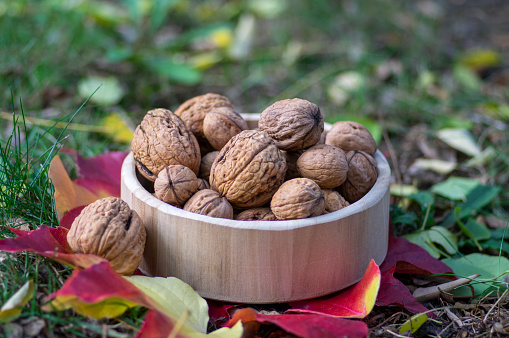 Walnuts in hard shells, pile of dry ripened fruits in the grass on colorful leaves in wooden bowl, harvested food ingredient