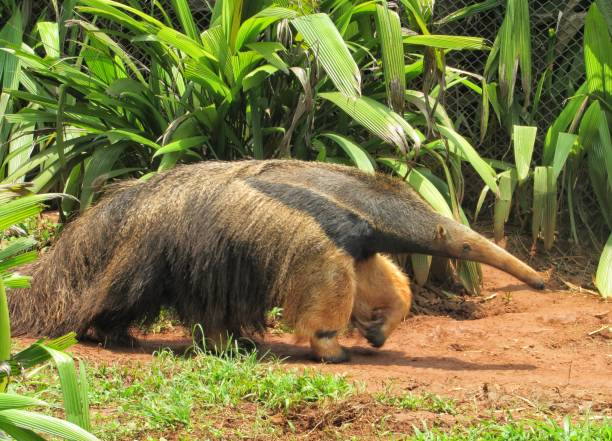 istock A giant anteater (Myrmecophaga tridactyla), also known as the ant bear 1289946487
