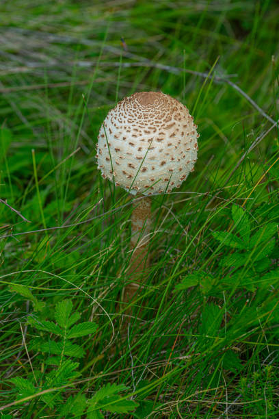 istock Mushrooms in woodlands 1289946516
