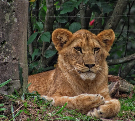 A female lion (Panthera leo) resting beside a tree.