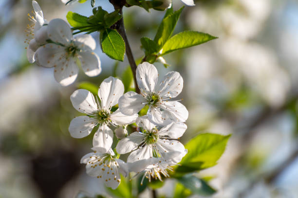 istock Spring white blossom of sour cherry berry trees in orchard 1289947943