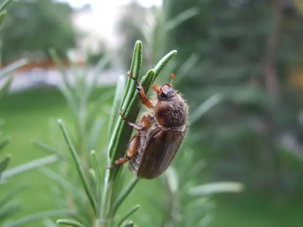 Photo of The European Chafer (Amphimallon majale or as Rhizotrogus majalis) - Majski gundelj, hrušt, majska buba, čelebugar ili običan gundelj