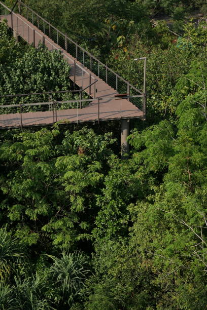 istock A bridge among city woods 1289948245