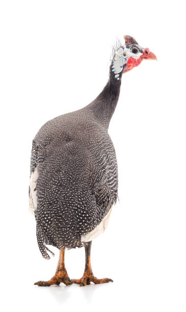 istock Young guinea fowl. 1289948294