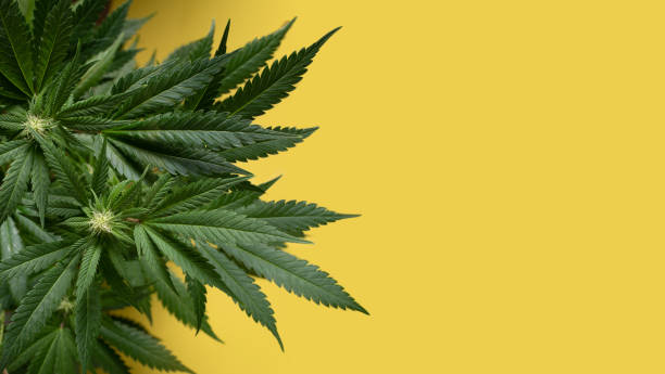 yellow background with marijuana plant stock photo