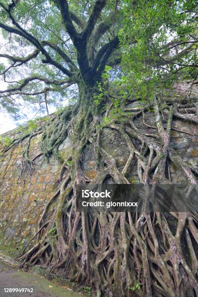Fig Tree Embracing A Wall On Victoria Peak Hong Kong Stock Photo - Download Image Now