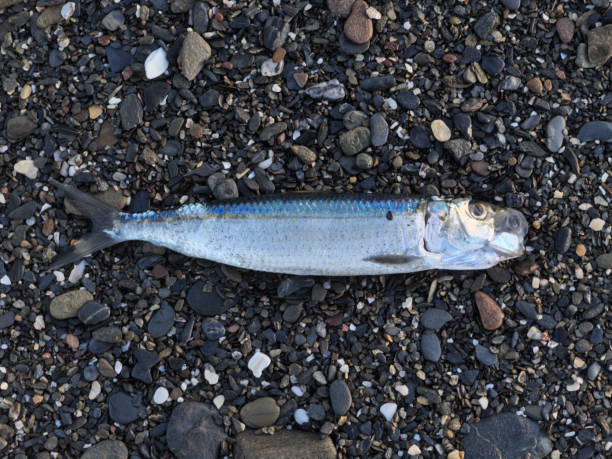 istock Dead poisoned fish lies on the seashore, environmental pollution 1289950462