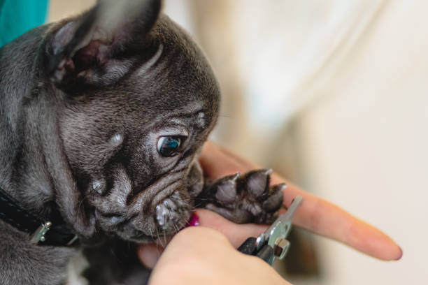 istock Dog getting nails cut with scissors at grooming salon and pet spa 1289950710
