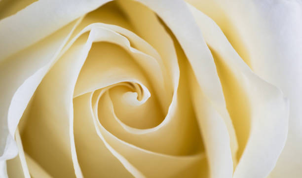 istock close up of white rose petals. Selective focus. Flowers background 1289952628