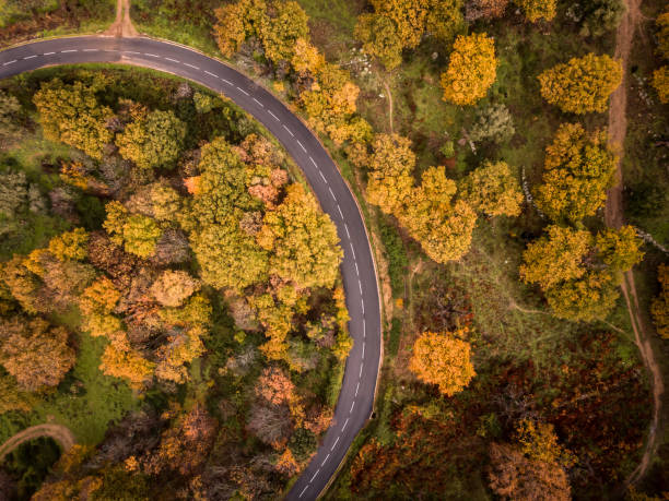 istock Road passing through woodland in autumn colours 1289953355