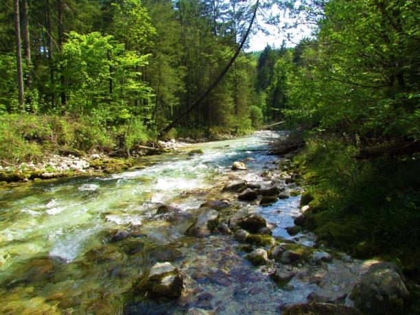 istock beautiful Kamniska Bistrica river in Slovenia 1289953586