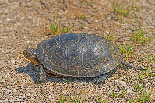 Blandings Turtle Near a Prairie Pond in Goose Lake Prairie State Natural Area in Illinois