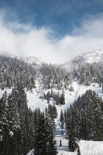 istock ski slopes of snow covered mountain top with pine trees 1289955432
