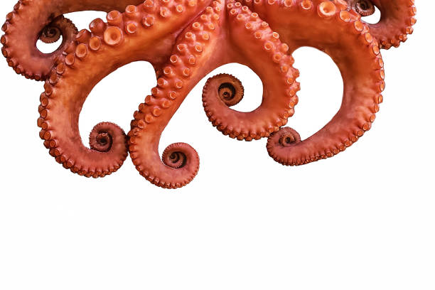 istock boiled big red octopus on a white background whole whole isolated 1289955680