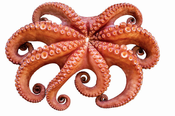 istock boiled big red octopus on a white background whole whole isolated 1289955681