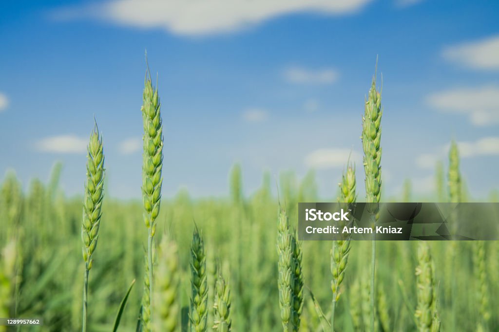 green cereal wheat agriculture season begin nature idyllic wallpaper background advertising poster concept photography with clear blue sky unfocused scenic view and empty copy space for your text here Wheat Stock Photo
