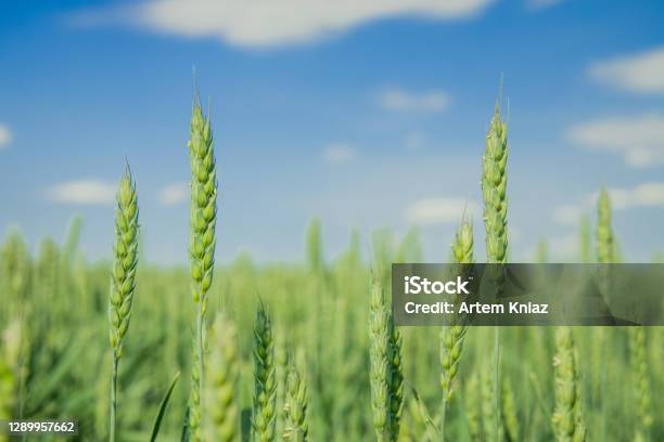 Green Cereal Wheat Agriculture Season Begin Nature Idyllic Wallpaper Background Advertising Poster Concept Photography With Clear Blue Sky Unfocused Scenic View And Empty Copy Space For Your Text Here Stock Photo - Download Image Now